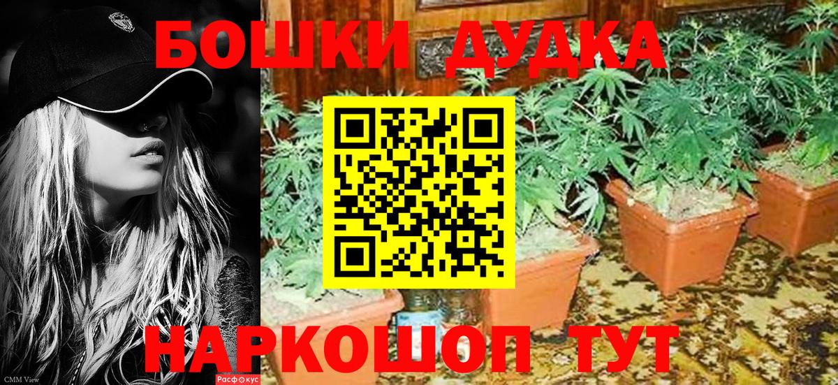 Марихуана гибрид  МАРИХУАНА планчик  Вход с VPN  Мурино  Бошки Шишки Bruce Banner 